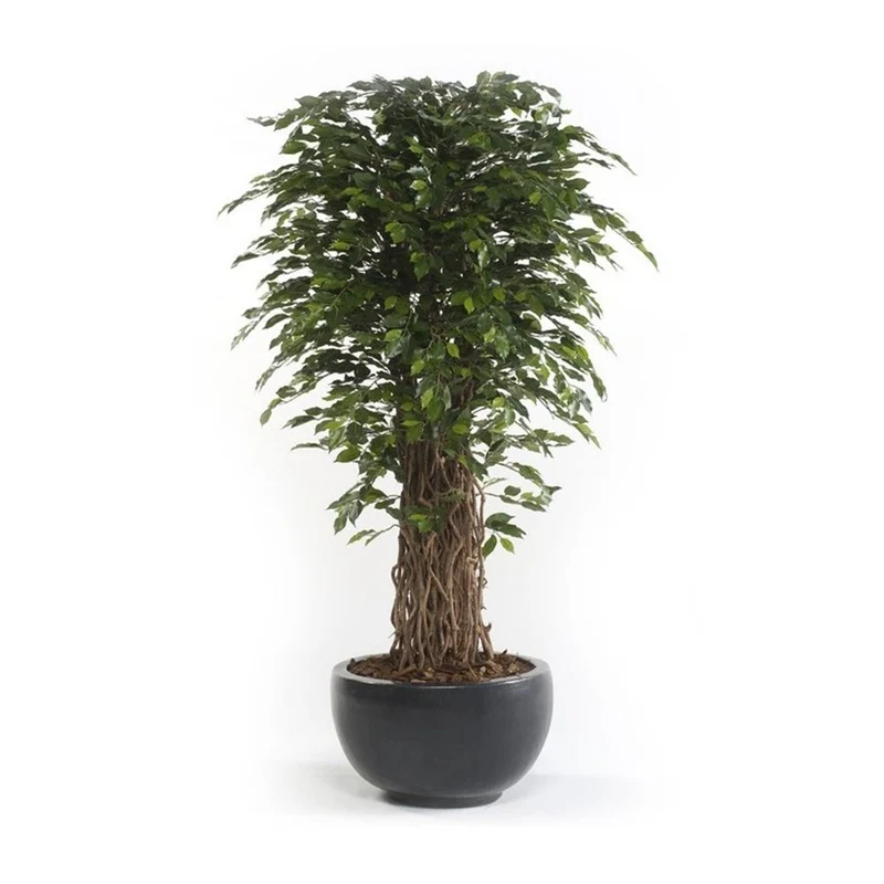 Árbol Ficus DELUXE con multi tronco natural. Altura 210 cm y 2860 hojas.