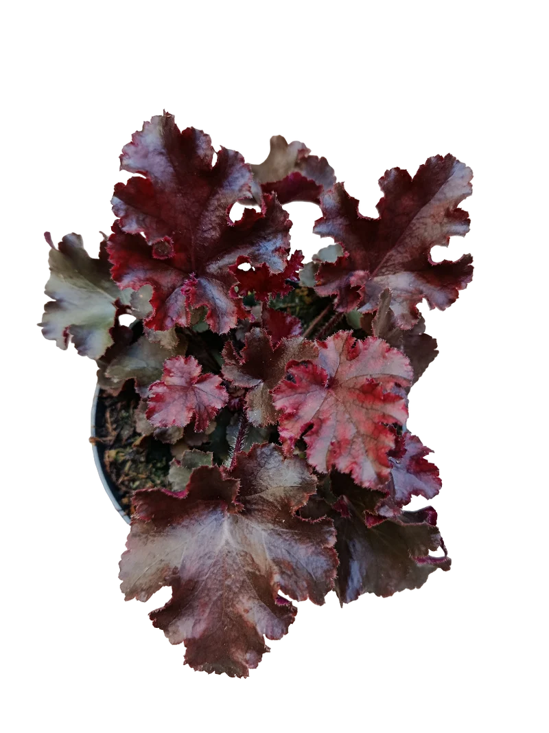 Heuchera Roja Planta De Interior Muy Resistente Ø12