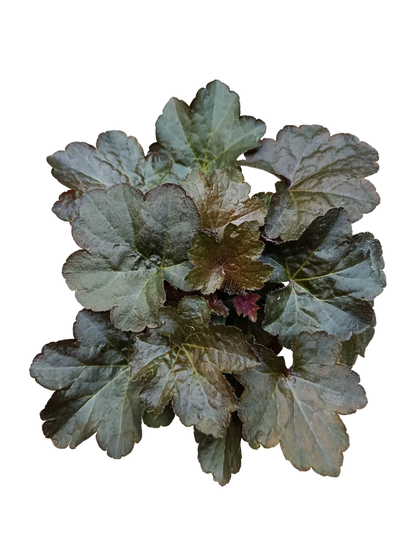 Heuchera Gris Planta De Interior Muy Resistente Ø12