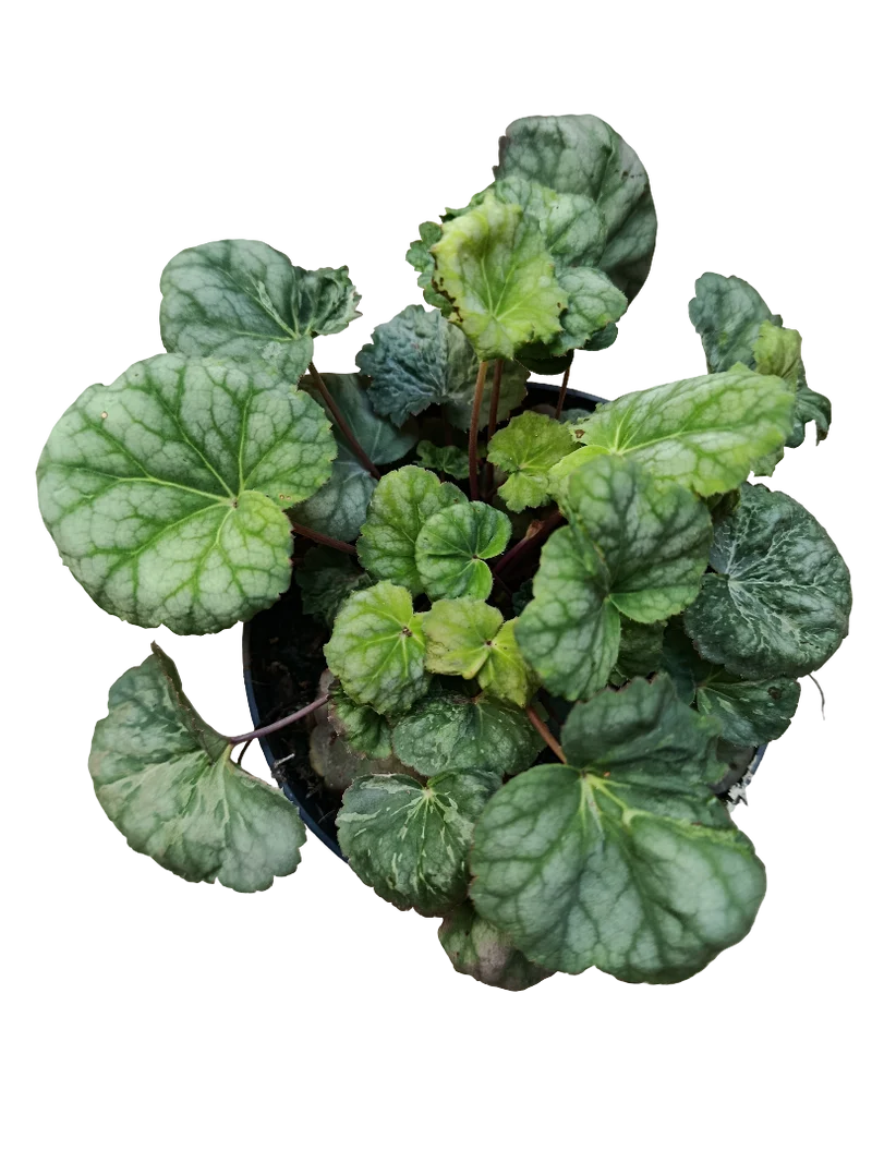 Heuchera Verde Planta De Interior Muy Resistente Ø12