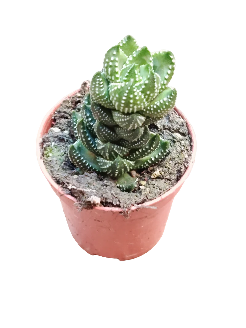 Haworthia Reinwardtii Planta Suculenta De Sombra Ø5