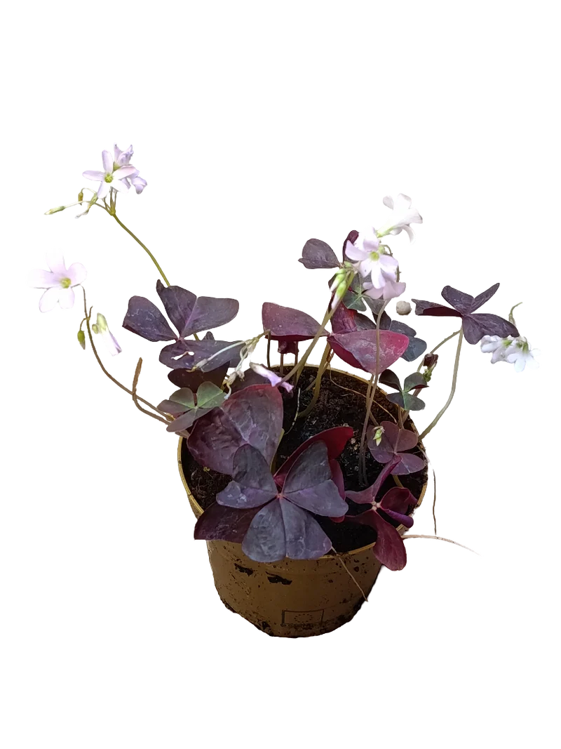 Oxalis Triangularis Planta De Bulbos Con Movimiento Ø12
