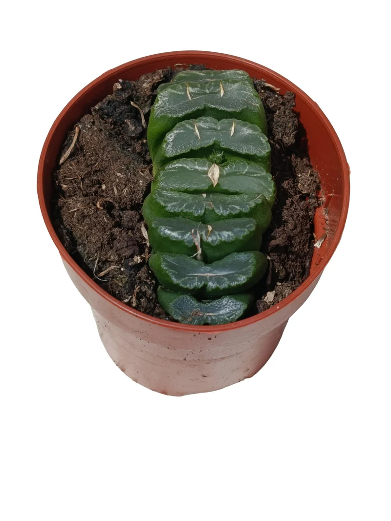 Haworthia Truncata Planta Suculenta Natural Ø8