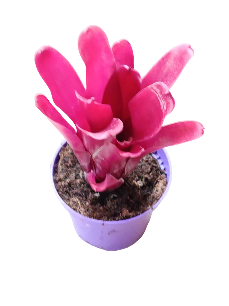 Neoregelia Fireball Planta Bromelia