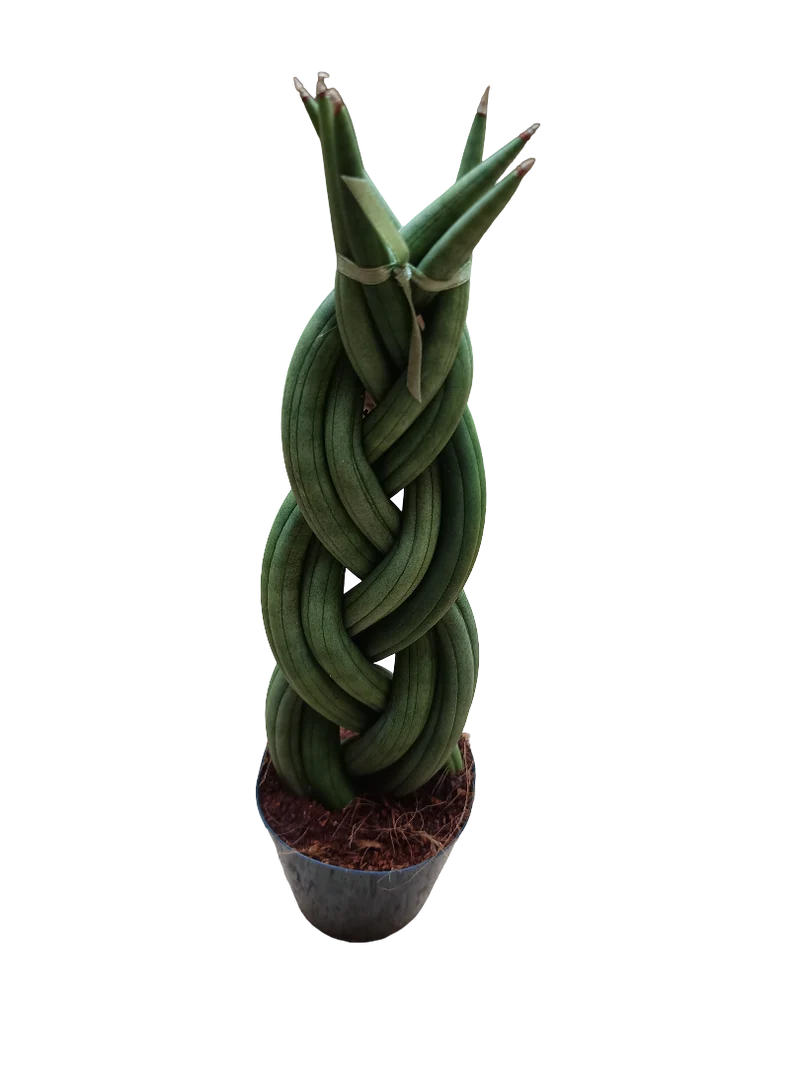 Sansevieria Twist 30 Cms Planta De Interior