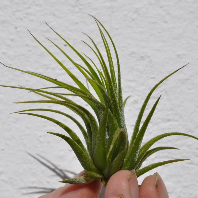 Tillandsia scaposa; planta del aire, ideal para principiantes; Curiosarium; altura 8-10 cm, diámetro 8-10 cm