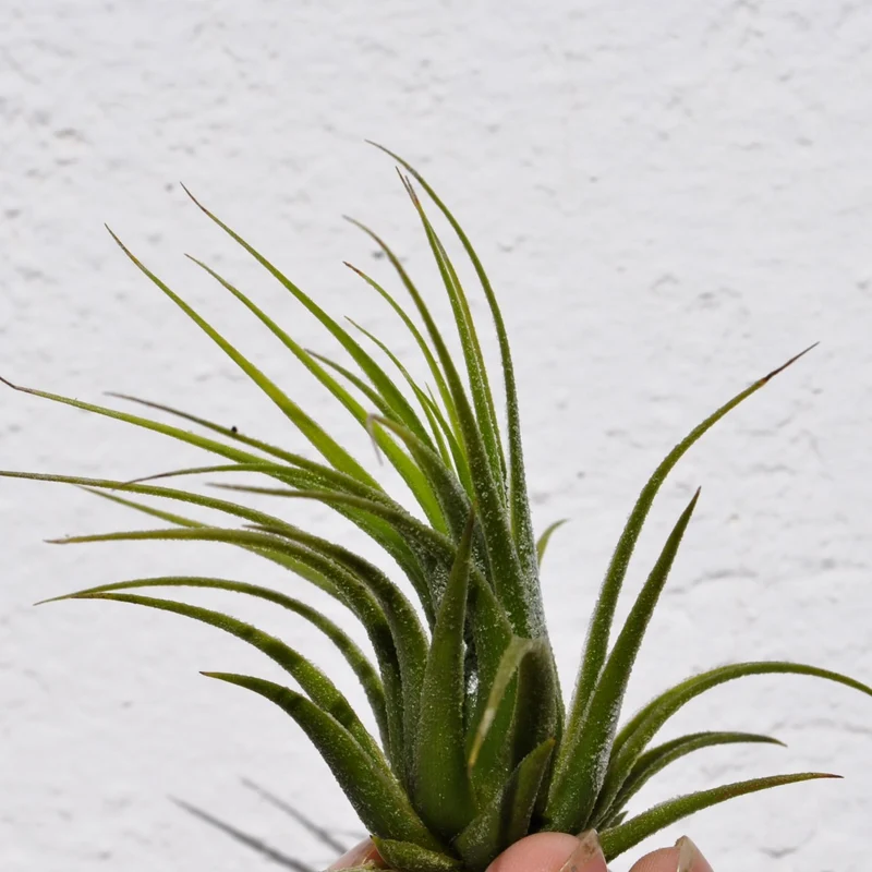 Tillandsia scaposa; planta del aire, ideal para principiantes; Curiosarium; altura 8-10 cm, diámetro 8-10 cm