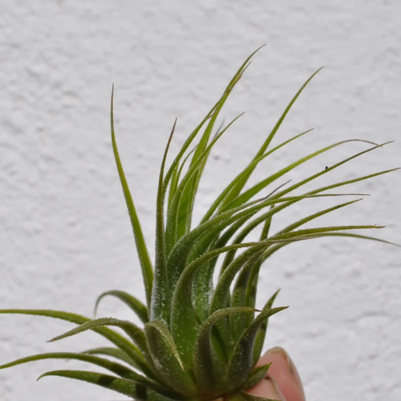 Tillandsia scaposa; planta del aire, ideal para principiantes; Curiosarium; altura 8-10 cm, diámetro 8-10 cm