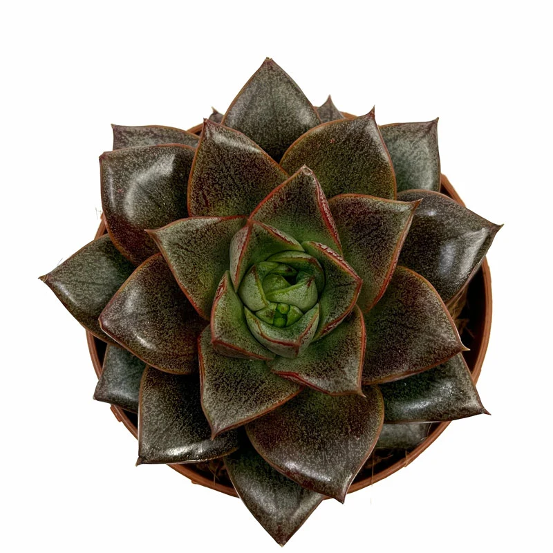 Echeveria Dionysos Cactus Y Suculentas M8,5 cm Ø