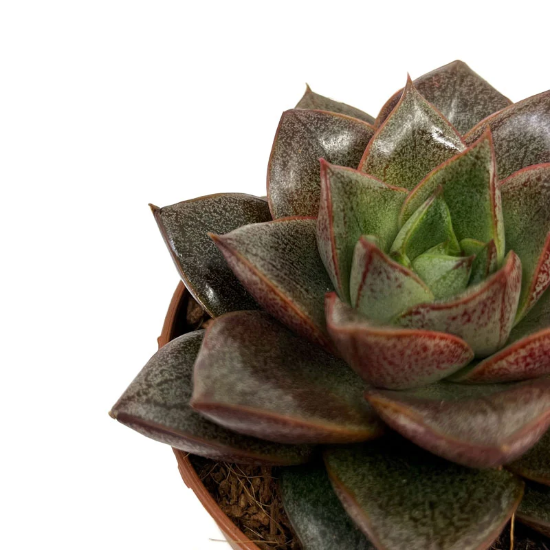 Echeveria Dionysos Cactus Y Suculentas M8,5 cm Ø
