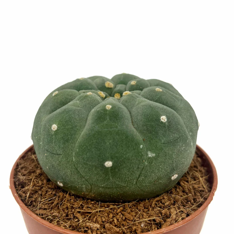 Matucana Madisoniorum Cactus Y Suculentas M8,5 cm Ø
