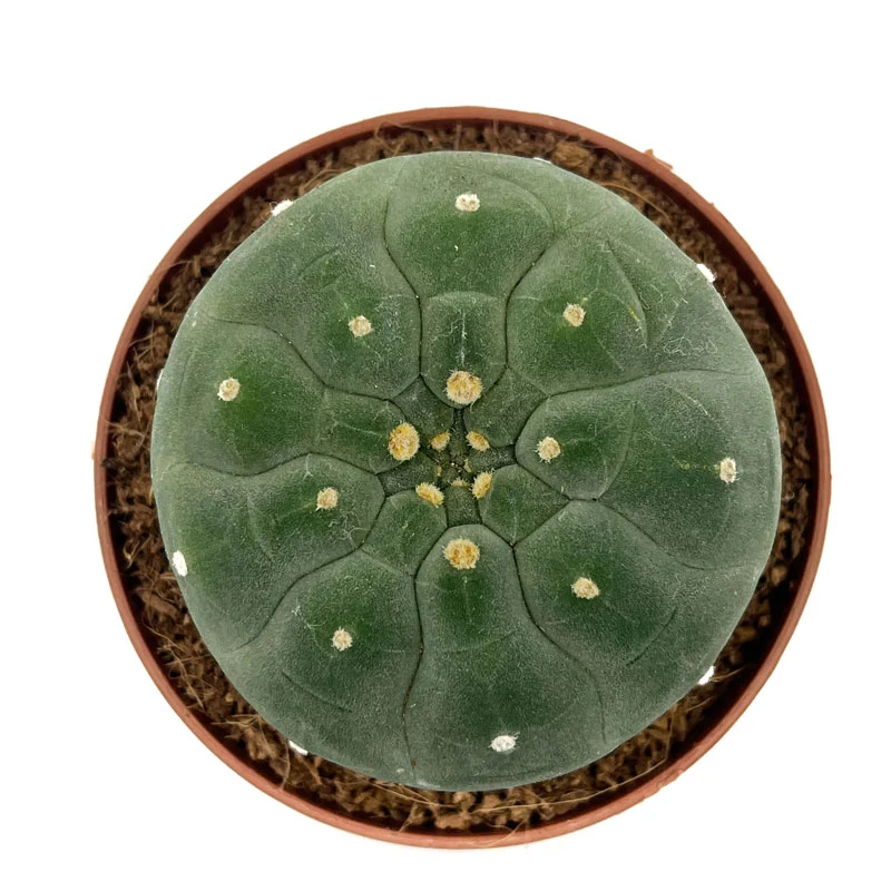 Matucana Madisoniorum Cactus Y Suculentas M8,5 cm Ø