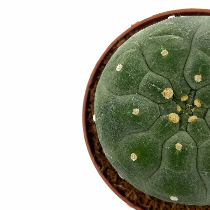 Matucana Madisoniorum Cactus Y Suculentas M8,5 cm Ø