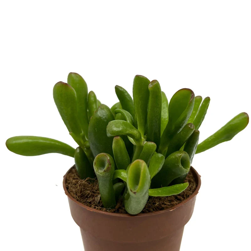 Crassula Ovata 'skinny-fingers' Cactus Y Suculentas M8,5 cm Ø