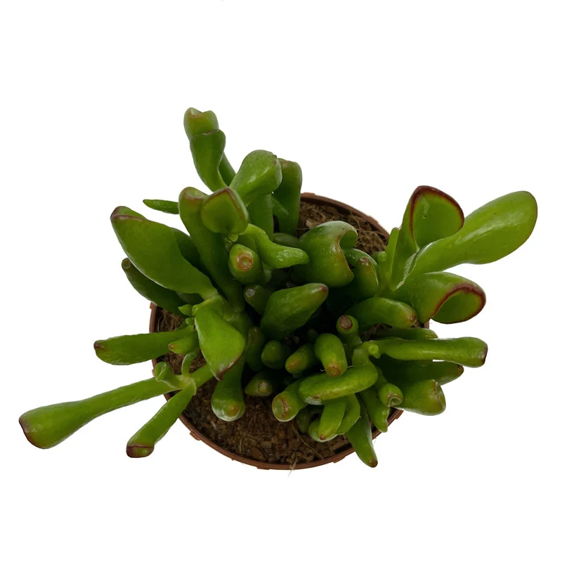 Crassula Ovata 'skinny-fingers' Cactus Y Suculentas M8,5 cm Ø