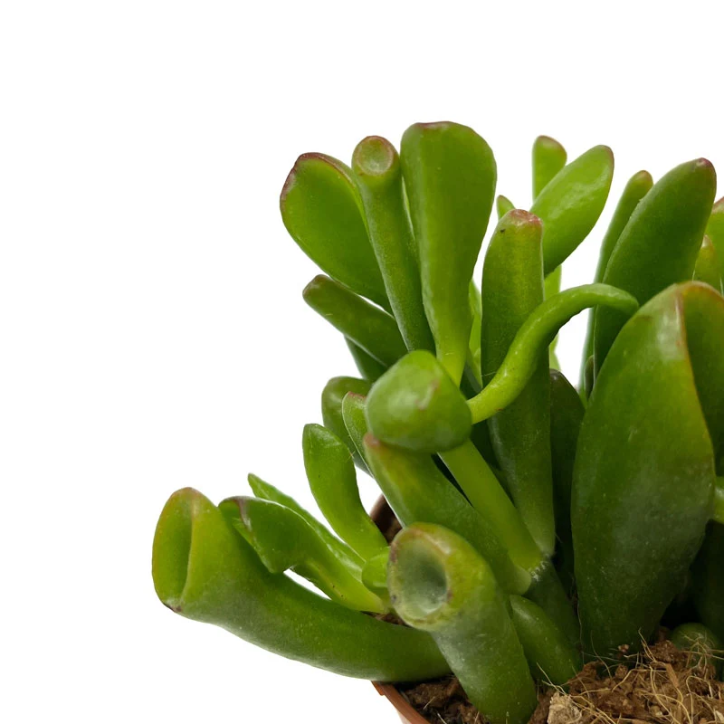Crassula Ovata 'skinny-fingers' Cactus Y Suculentas M8,5 cm Ø