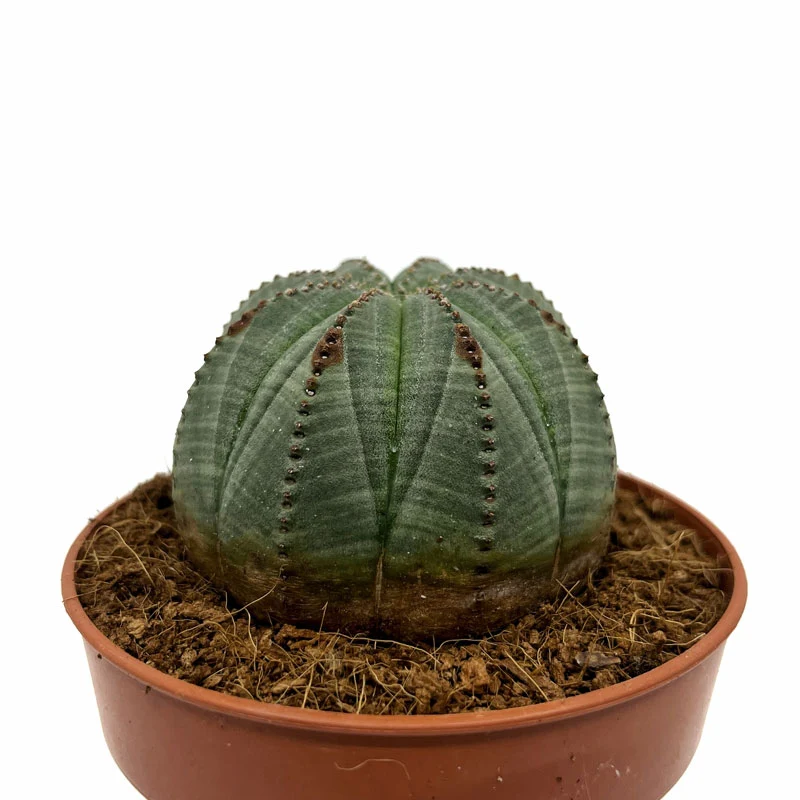 Euphorbia Obesa Cactus Y Suculentas M8,5 cm Ø
