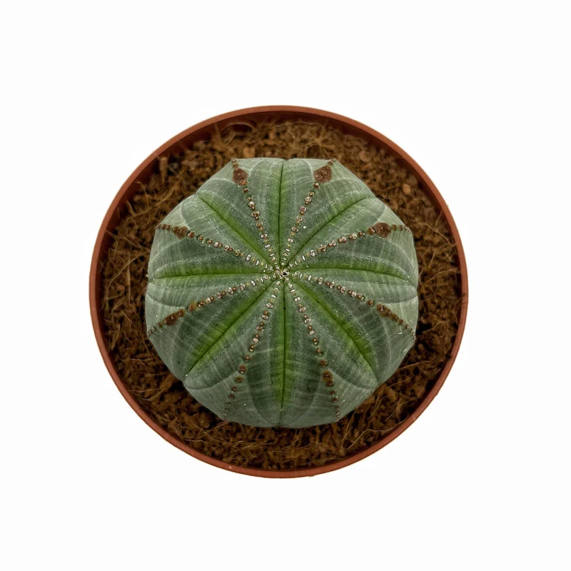 Euphorbia Obesa Cactus Y Suculentas M8,5 cm Ø