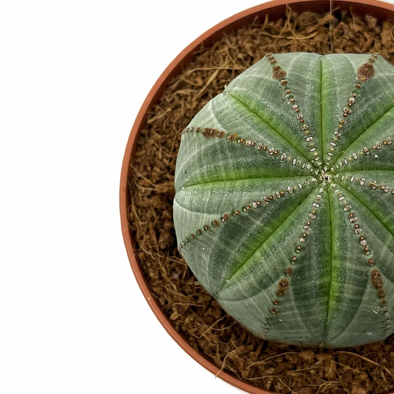 Euphorbia Obesa Cactus Y Suculentas M8,5 cm Ø