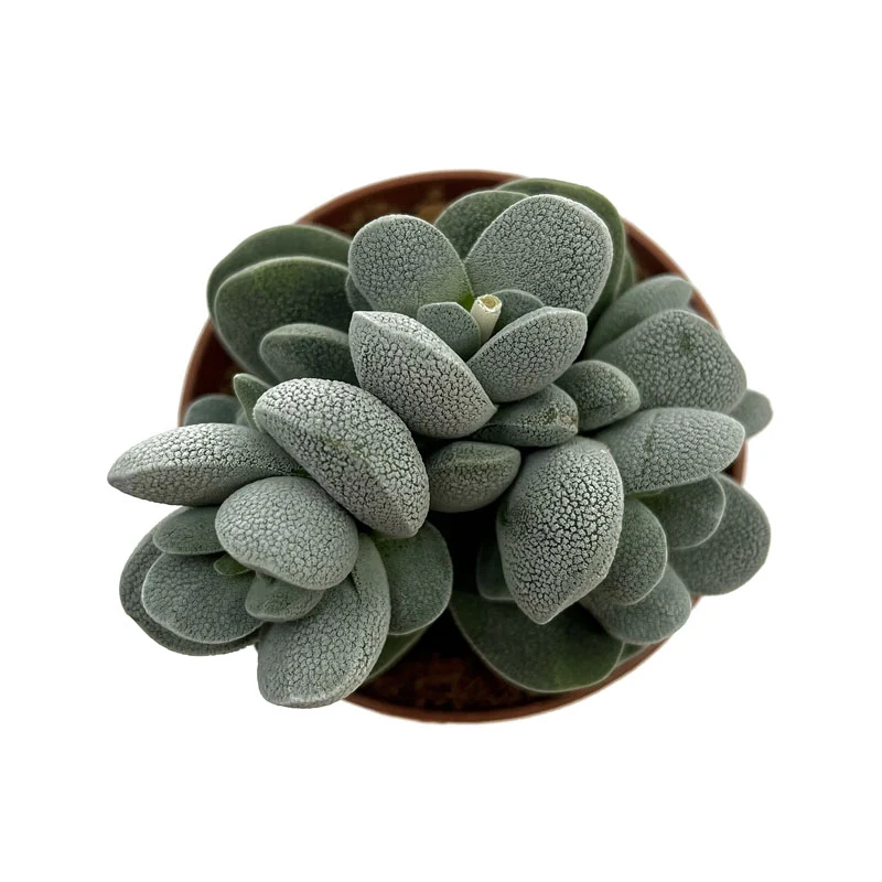 Crassula Tecta Cactus Y Suculentas M8,5 cm Ø
