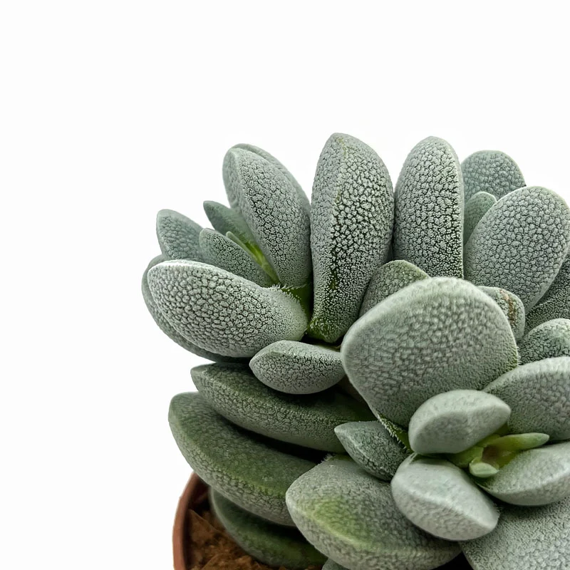 Crassula Tecta Cactus Y Suculentas M8,5 cm Ø