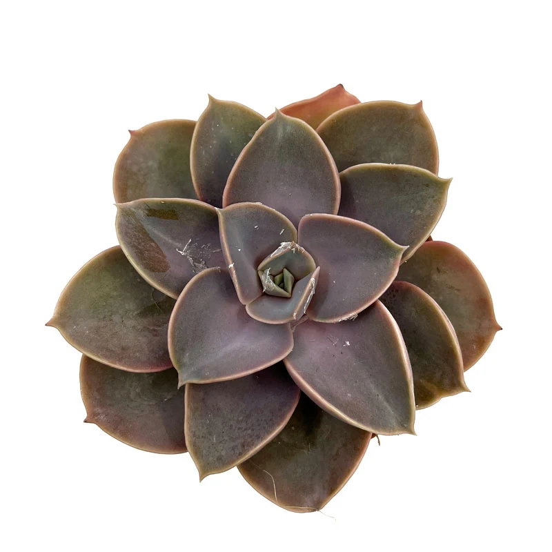 Echeveria Perle Von Nurnberg Cactus Y Suculentas M8,5 cm Ø