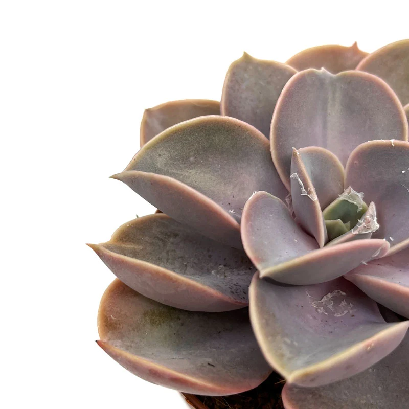 Echeveria Perle Von Nurnberg Cactus Y Suculentas M8,5 cm Ø
