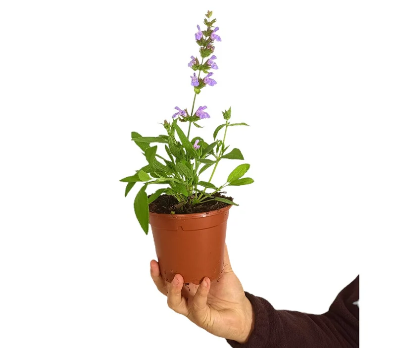 Salvia Officinalis M13