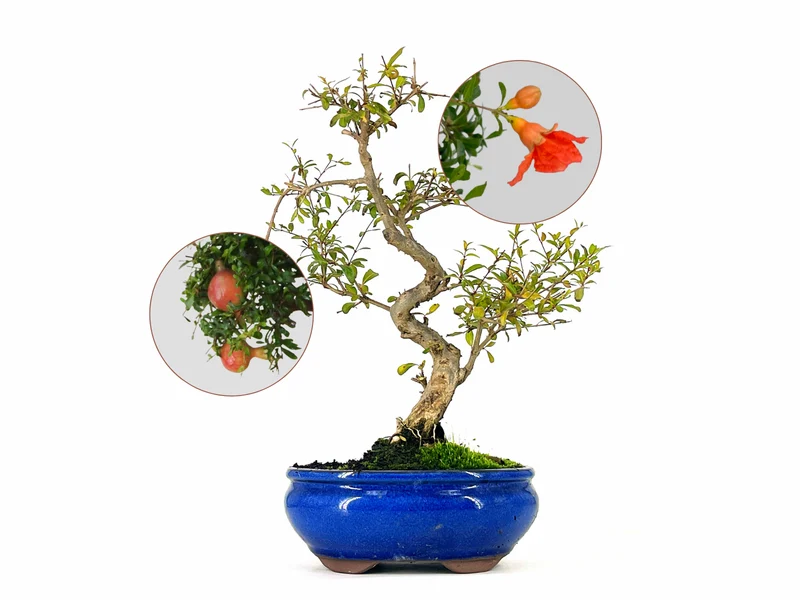 Bonsái Punica Granatum Nana – Granado 9 Años