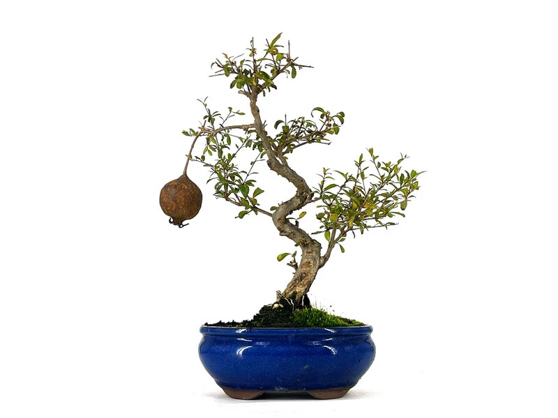 Bonsái Punica Granatum Nana – Granado 9 Años