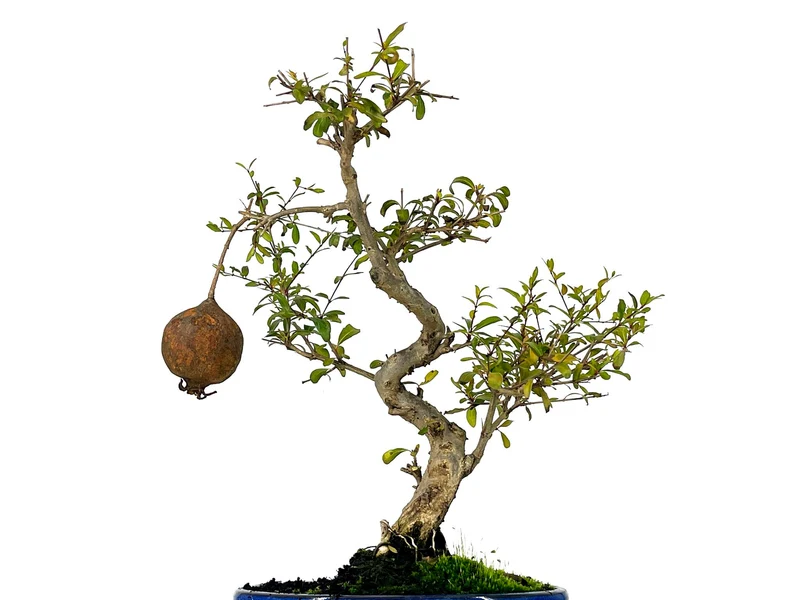 Bonsái Punica Granatum Nana – Granado 9 Años
