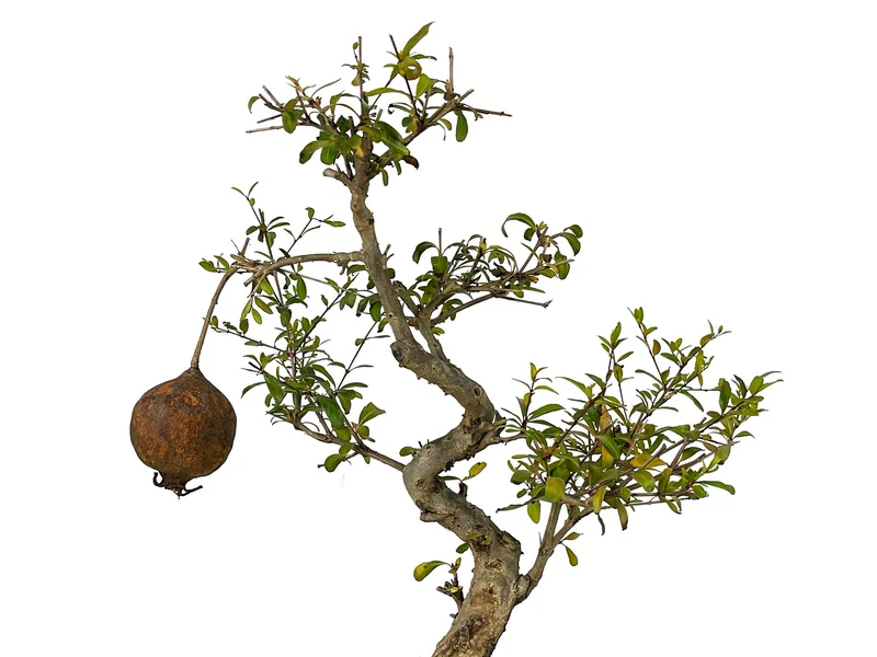 Bonsái Punica Granatum Nana – Granado 9 Años