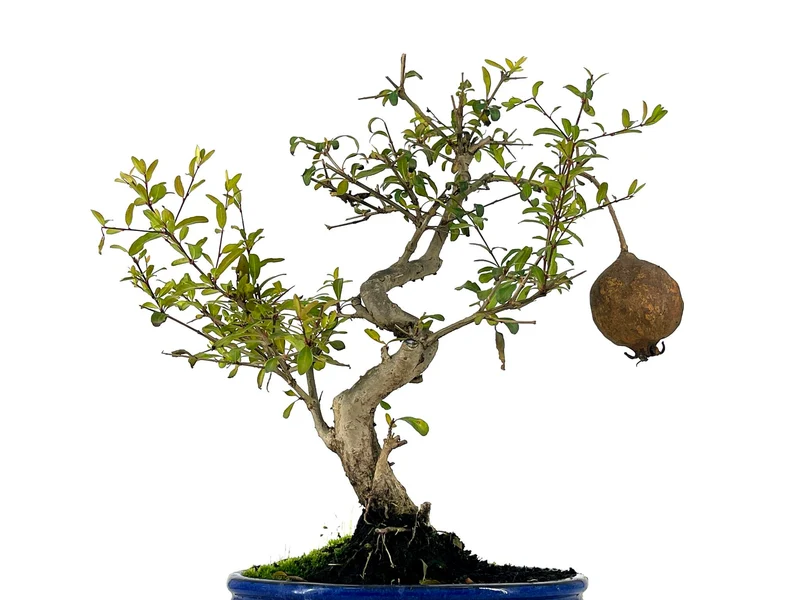 Bonsái Punica Granatum Nana – Granado 9 Años