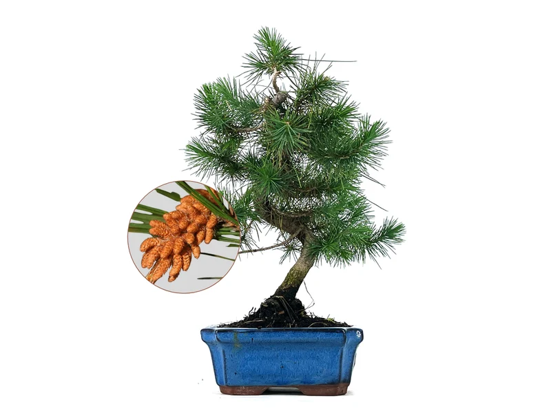 Bonsái Pinus Halepensis – Pino Carrasco 7 Años