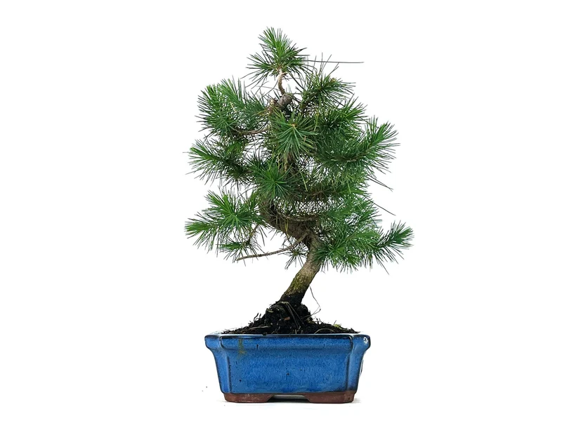 Bonsái Pinus Halepensis – Pino Carrasco 7 Años