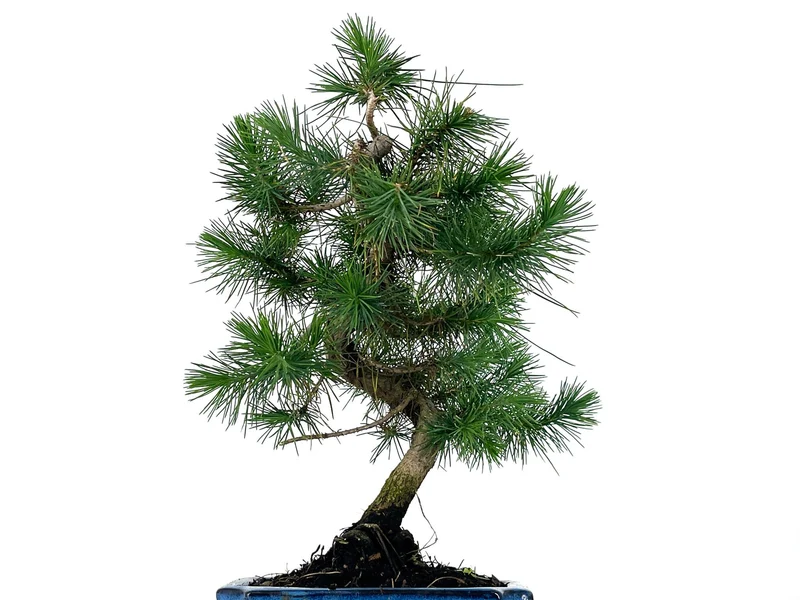 Bonsái Pinus Halepensis – Pino Carrasco 7 Años