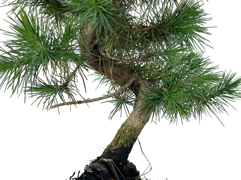 Bonsái Pinus Halepensis – Pino Carrasco 7 Años
