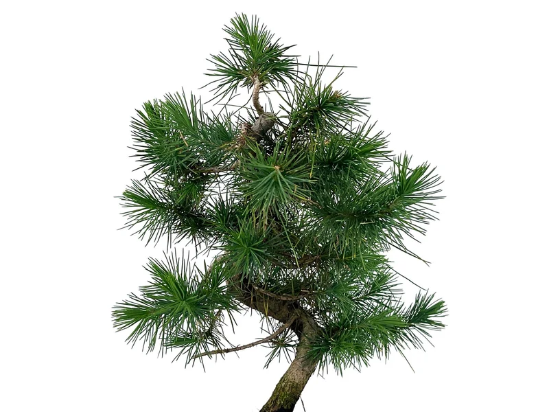 Bonsái Pinus Halepensis – Pino Carrasco 7 Años