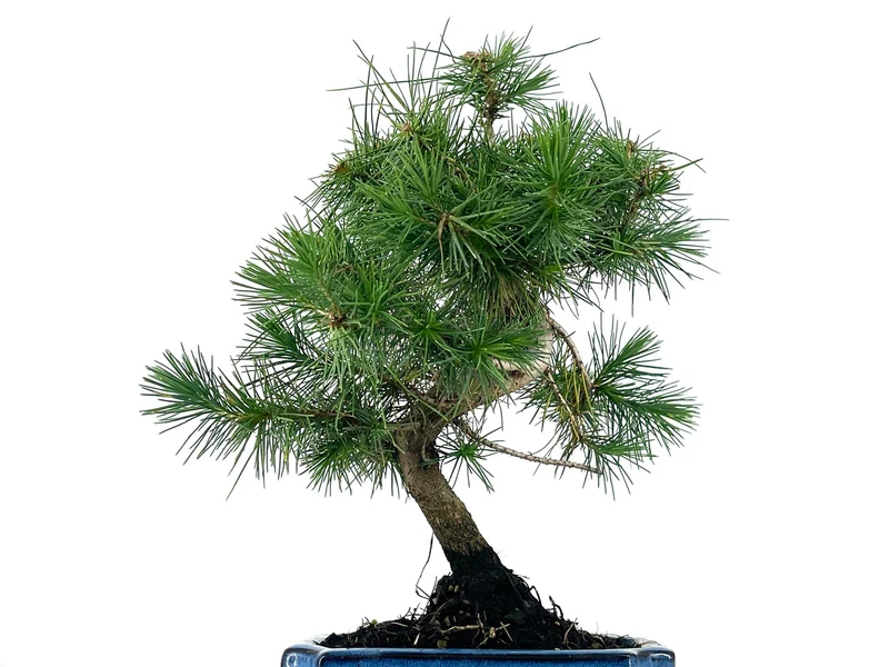 Bonsái Pinus Halepensis – Pino Carrasco 7 Años