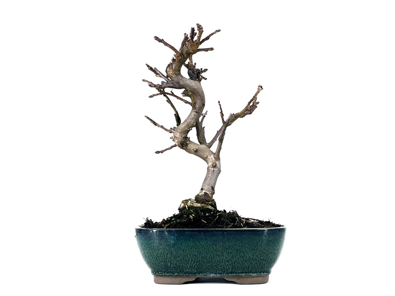 Bonsái Malus – Manzano 9 Años