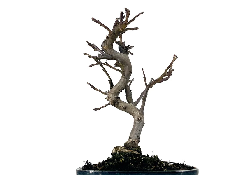 Bonsái Malus – Manzano 9 Años