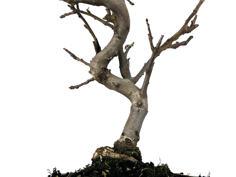 Bonsái Malus – Manzano 9 Años