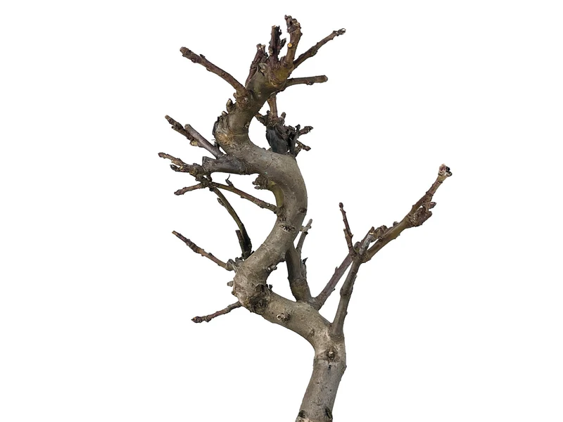 Bonsái Malus – Manzano 9 Años