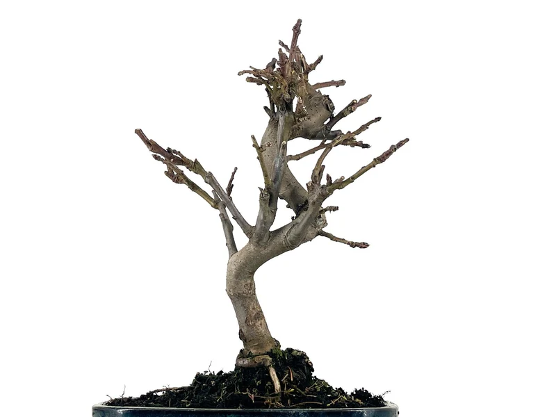 Bonsái Malus – Manzano 9 Años