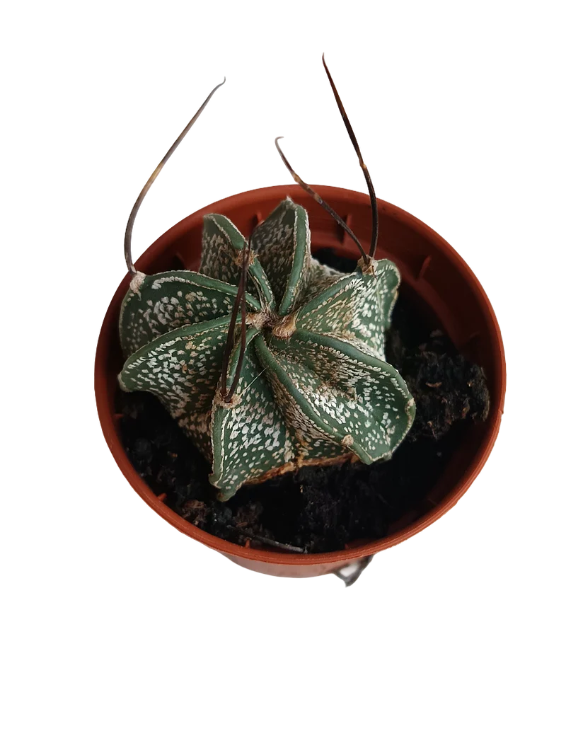 Astrophytium Capricorne Cactus De Colección Ø5 Cm