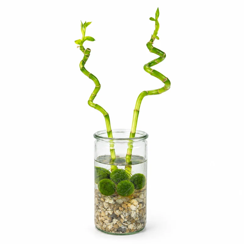 Lucky Bamboo Set De 2 - Vaso, Piedras Y 5 Bolas De Musgo Marimo - 40cm