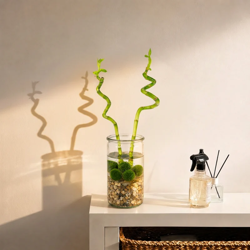 Lucky Bamboo Set De 2 - Vaso, Piedras Y 5 Bolas De Musgo Marimo - 40cm