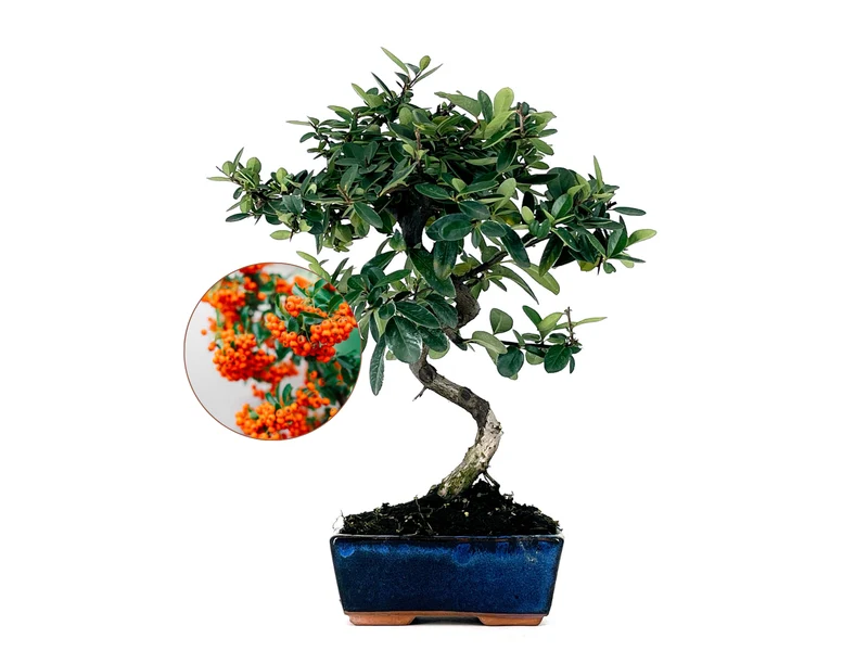 Bonsái Pyracantha – Espino De Fuego 7 Años