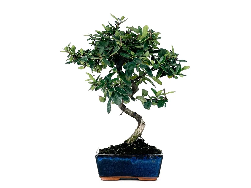 Bonsái Pyracantha – Espino De Fuego 7 Años