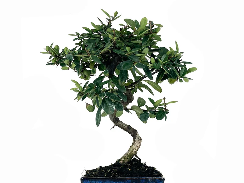 Bonsái Pyracantha – Espino De Fuego 7 Años